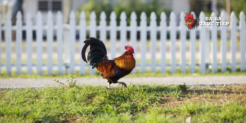 Cách Chữa Gà Bị Run Chân Và Các Bài Tập Khắc Phục Hiệu Quả 2 Triệu chứng gà bị run chân - cách chữa gà bị run chân