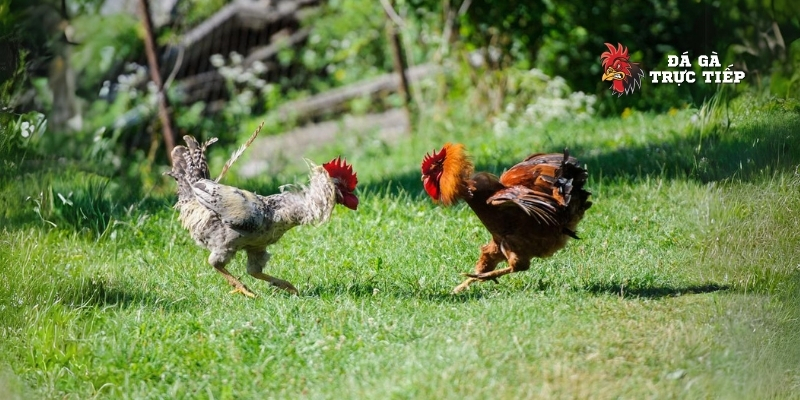 Gà Đá Đòn Cáo Là Gì Và Cách Nhận Biết Đòn Cáo Cho Sư Kê Trẻ 3 Chiến kê ra đòn đâm thủng phổi của đối phương